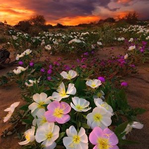 El desierto florido