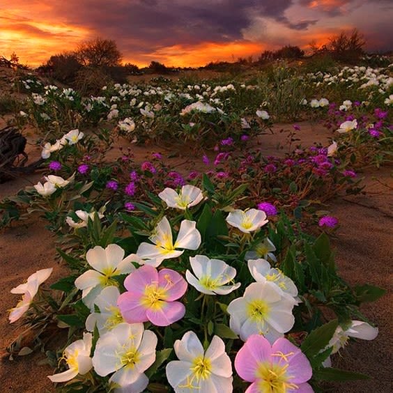 El desierto florido
